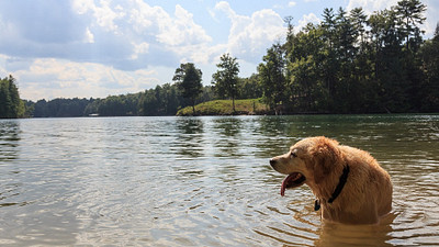 dog in the water