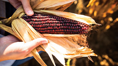 heirloom corn in husk